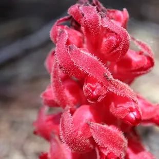 Taken with my actual camera lol new macro lens.