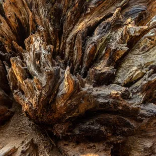 Calaveras Big Trees State Park