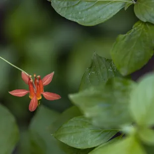 Calaveras Big Trees State Park