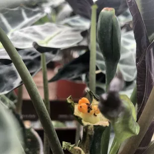 Flowering/Pollinated seeds in healthy houseplants
