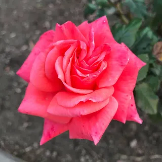 Jordan C.