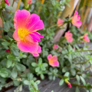 Outdoor garden