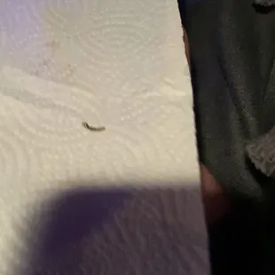 Worm in food