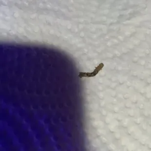 Worm in food