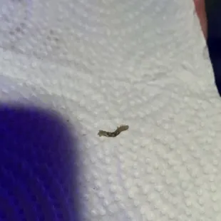 Worm in food