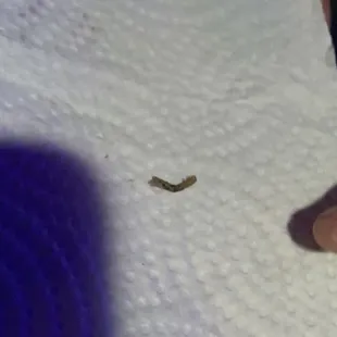 Worm