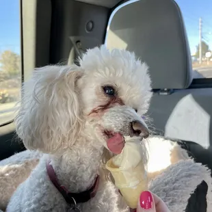 My puppy with a FREE pooch cone!!!