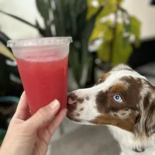 Freshly-made watermelon agua fresca...and Ellie.