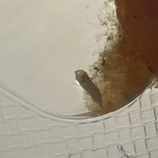 fingernail
