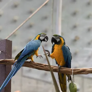 Macaws