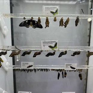 Hatched butterflies