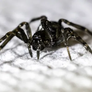 House guest. 
 Killeen Texas. 
 1/4 inch in size. so far. What kind of spider is this. Poisonous ?