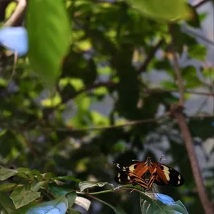 Butterflies in flight