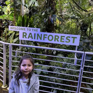 Rainforest with birds, butterflies, and spiders