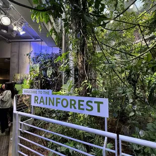 Rainforest