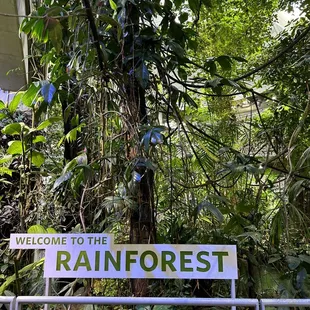 RAINFOREST