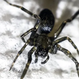House guest. Killeen Texas. 
 1/4 inch in size. so far. What kind of spider is this. Poisonous ?