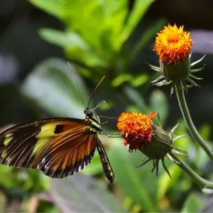 butterfly dome