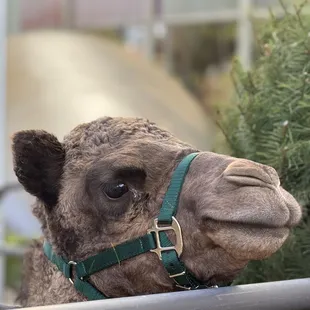 Baby camel