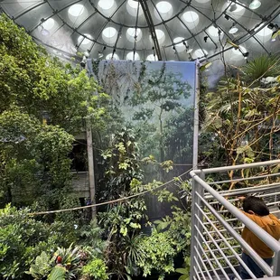 Rainforest area