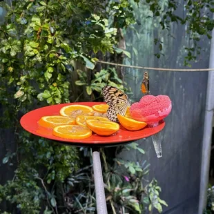 Butterflies