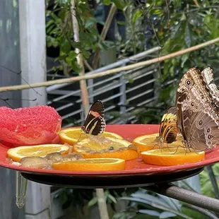 Butterfly&apos;s drinking