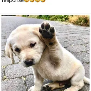 Pet stain and odor removal Bakersfield