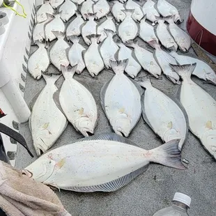 This is the boats catch for the day. 40 Halibut on May 26, 2022
