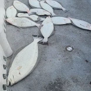 Some of the halibut caught