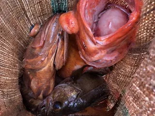 Sea Wolf Sportfishing