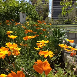 A view just north of CDSS from the rooftop garden.