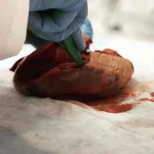 Dissecting a pig heart