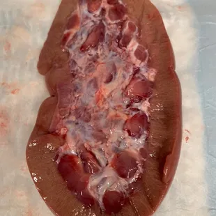 Dissected pig kidney