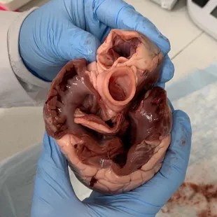 Pig Heart and valves