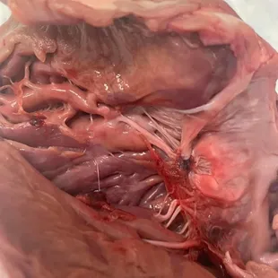 Dissected pig heart