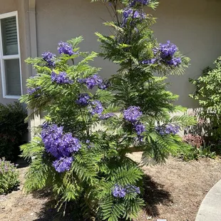 Jacaranda bonzi tree