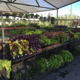 Full service nursery!  We carry plants, trees, shrubs, perennials, vegetables, fruit and citrus, and many more!!!