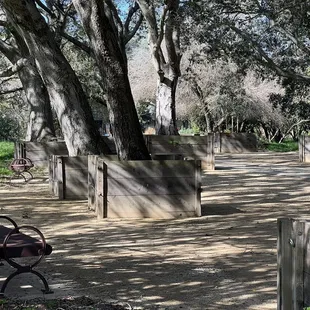 California Nursery Historical Park Boxed Tree Forest walking path.