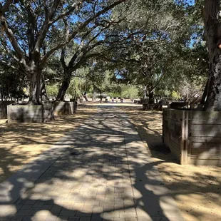 Boxed Tree Forest at California Nursery Historical Park