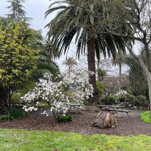 Palms, magnolias, cacti, all sorts of plants!