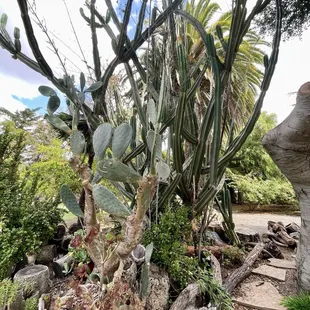 Cactus Garden
