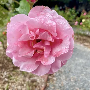 Pink Rose