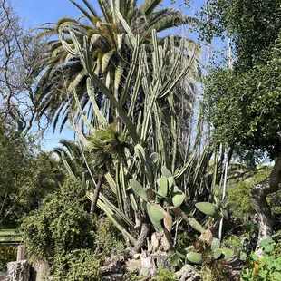 Giant cactus