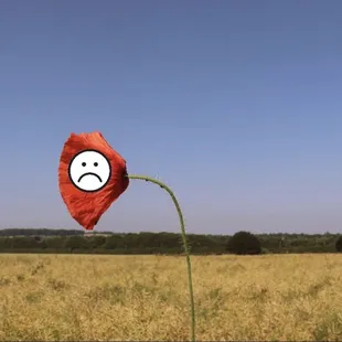 California Poppy Festival just wasn't poppin for me.