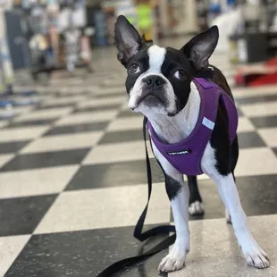 ARVIE &quot;RV&quot; shop guard dog.