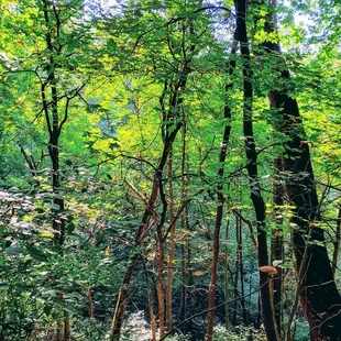 Sun through the canopy.