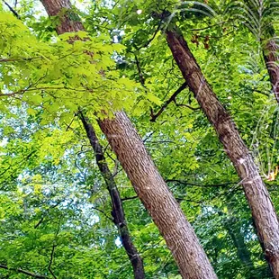 Spider hanging on it's web.