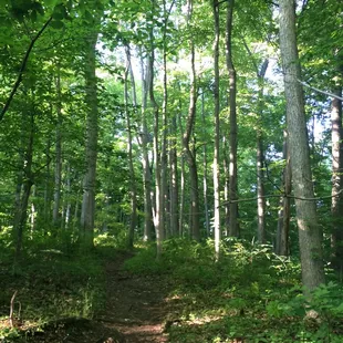 Lovely woods to lose yourself for a while.