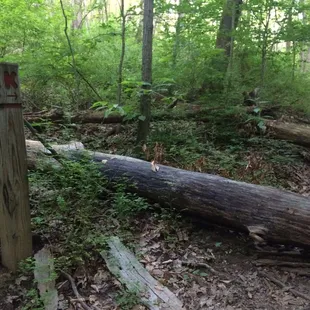 Trail K -- not worth stepping over this fallen log.