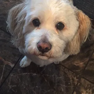 Lucky V.